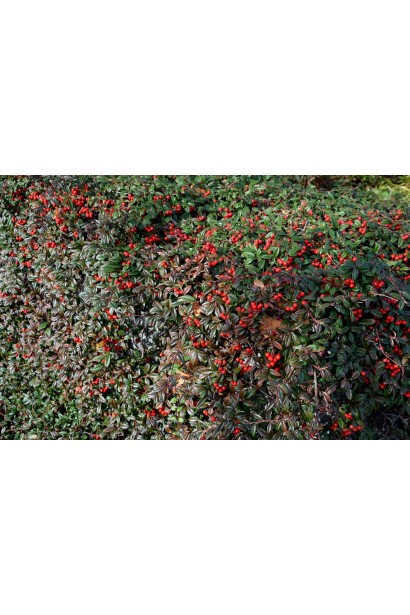 Cotoneaster Parkteppich разрастается плотным ковром